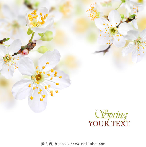 春天桃花背景与白色的花传统二十四节气24节气春分